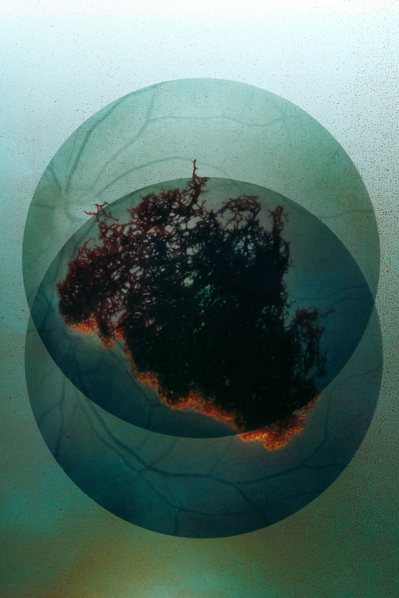 A dark organic form between two overlapping circles